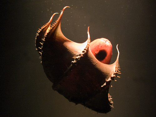 Vampire Squid - Going Into 'Pineapple' Defense Posture (Vampyroteuthis