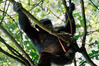 ARD 000ALF007 01
&copy; ARDEA/LABAT, FERRERO