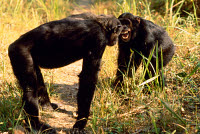ARD 000ALF017 01
&copy; ARDEA/LABAT, FERRERO