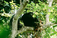 ARD 000ALF018 01
&copy; ARDEA/LABAT, FERRERO