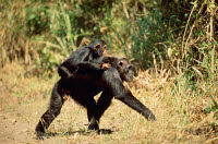 ARD 000ALF019 01
&copy; ARDEA/LABAT, FERRERO