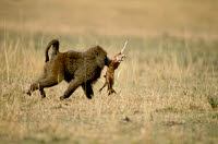 ARD 000ALF224 01
&copy; ARDEA/LABAT, FERRERO