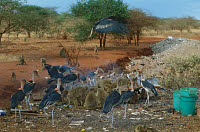 ARD 000ALF270 01
&copy; ARDEA/LABAT, FERRERO