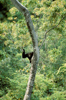 ARD 000ALF364 01
&copy; ARDEA/LABAT, FERRERO