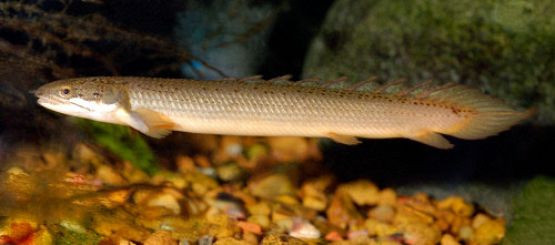 Banded Bichir fish underwater - Congo River, Central Africa (Polypterus  delhezi) by Animals Animals