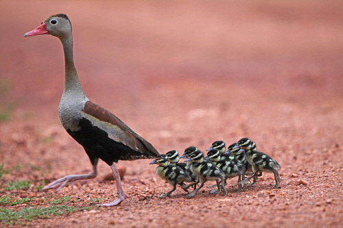 Black-bellied Whistling Duck (Dendrocygna autumnalis) with