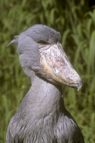 その他 shoebill Ania AS-22 Shoebill