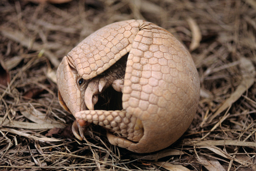 Armadillo curled up in ball - (Tolypeutes trincinctus) - Brazil by