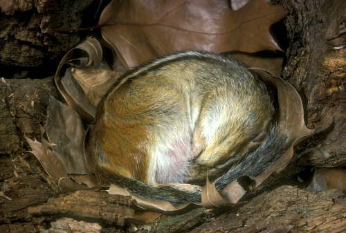 Hibernating Chipmunk