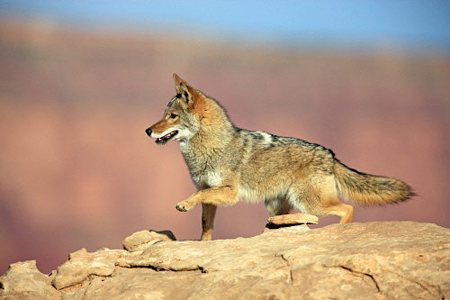 Coyote, (Canis latrans), Monument Valley, Utah, USA, adul by Animals Animals