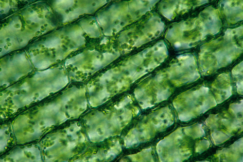 Elodea Leaf Cells - 100x by Animals Animals
