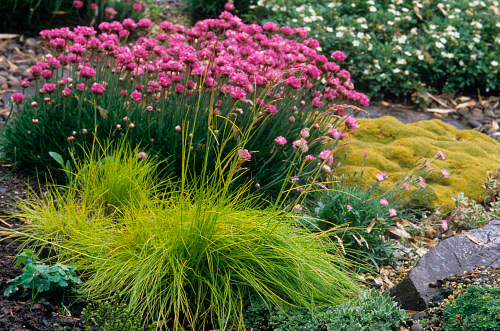 Golden Wavy Hair Grass Deschampsia Flexuosa Aurea In Spring