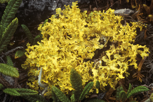 Foliose Lichen of Arctic Tundra (Cetraria tilesii) - Brooks Range, Noatak  Natl Preserve, Alaska by Animals Animals