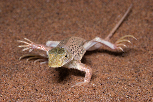 Sand Diving Lizard Aporosaurus Anchietae Namib Desert Dunes Namibia Lifting Feet From Hot Sand By Animals Animals