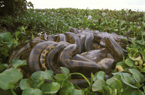 Massive Breeding Ball Of Green Anacondas 16 Female Up To 10 Males 