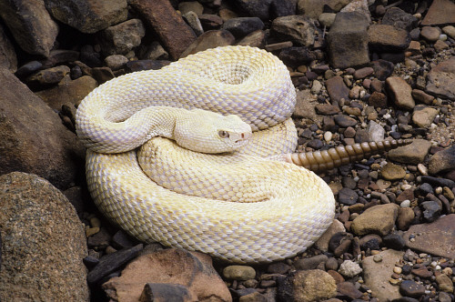 W Diamondback Rattlesnake Crotalus Atrox Leucistic Not An Albino By Animals Animals