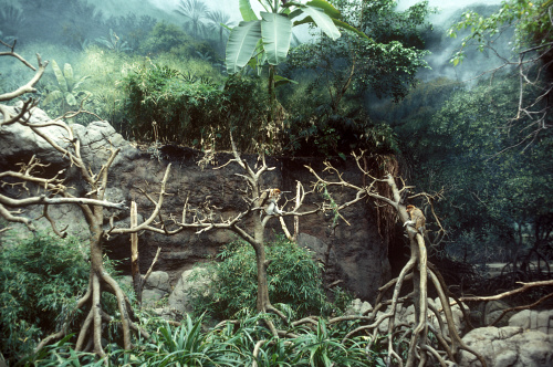 Bronx Zoo, New York, Jungle World, Proboscis Monkey (N.larvatus) by
